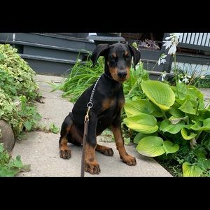 Meet your Posher, Terry